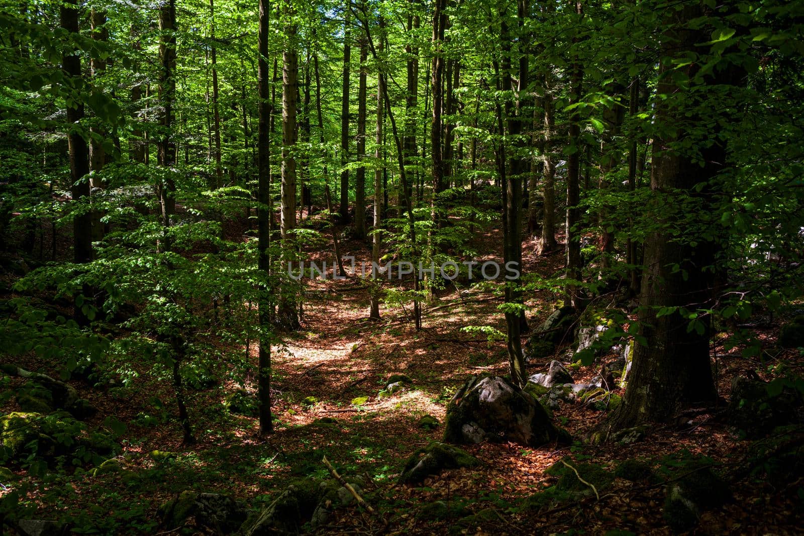 Beech in the Sovenia mountain near Lokve