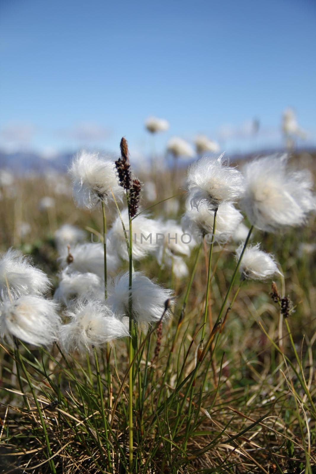 Arctic cotton or arctic cottongrass blowing in the wind, Pond Inlet Nunavut by Granchinho