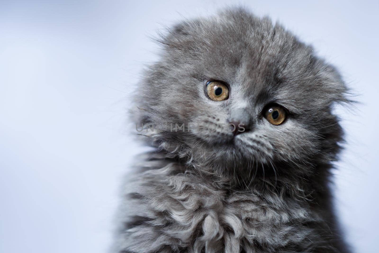 little british fold kitten with gray hair on white background