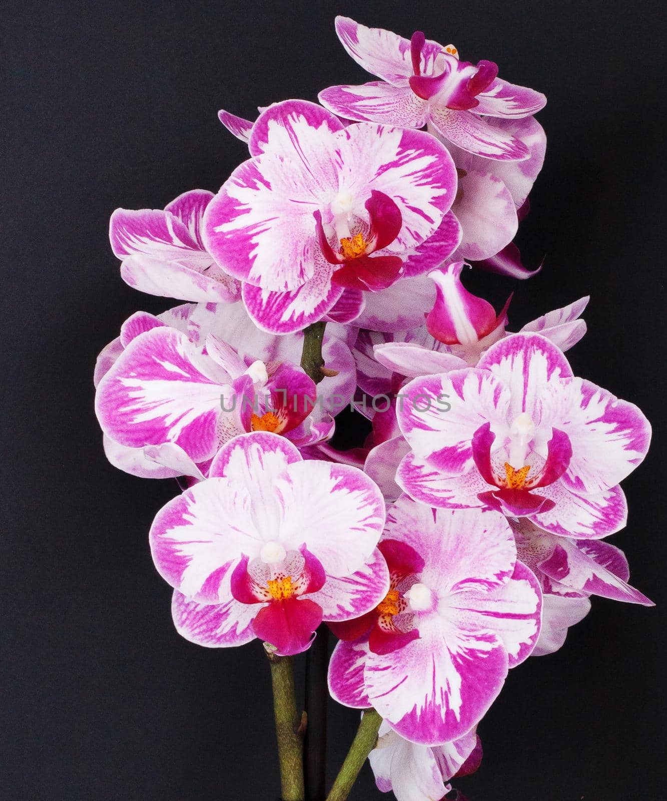 Orchid flower on a black background. Little fresh