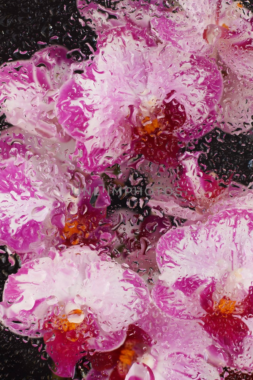 Orchid on a black background under water drops. Little fresh