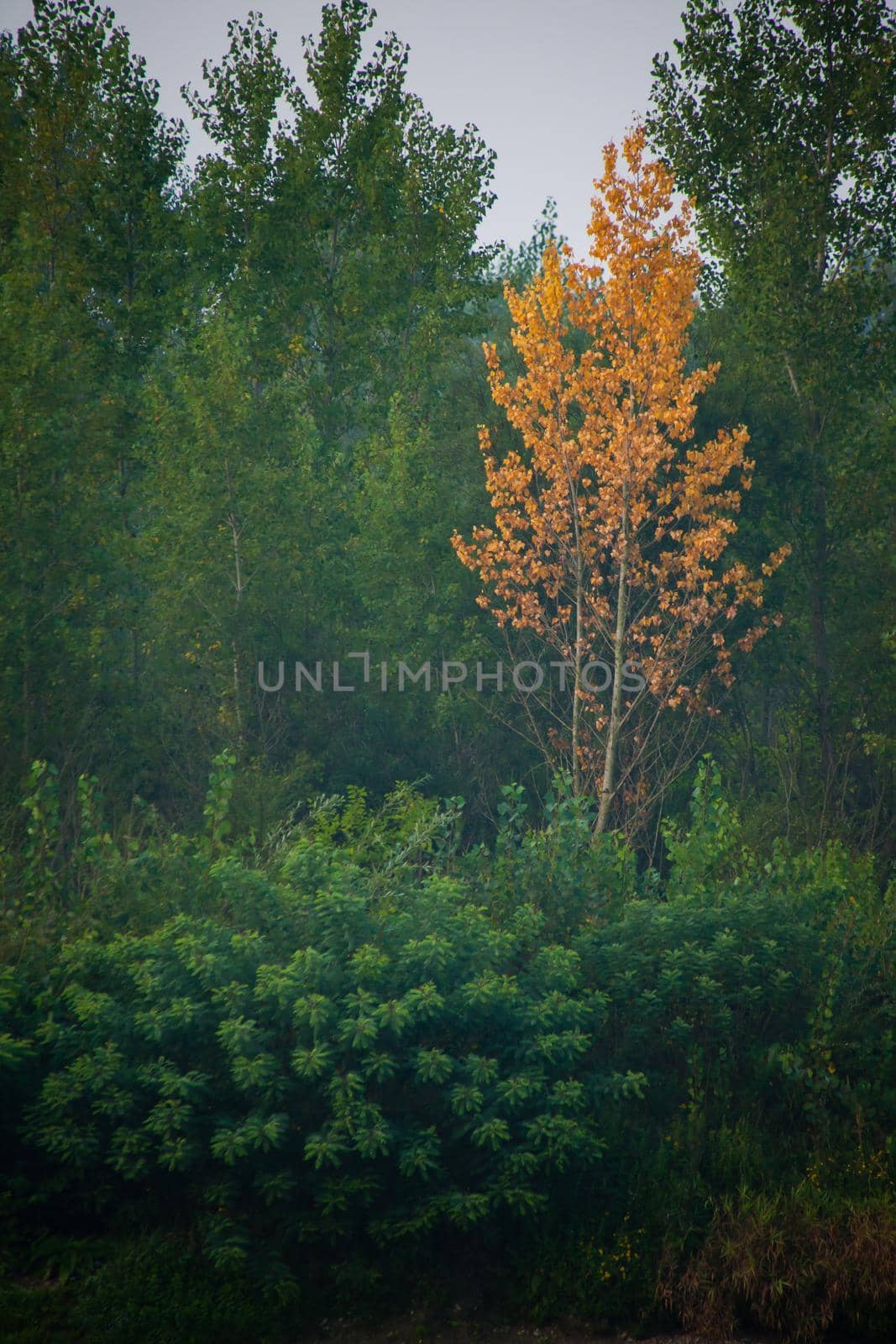 Dense forest with canopies of green trees and one colorful yellow canopie in autumn.