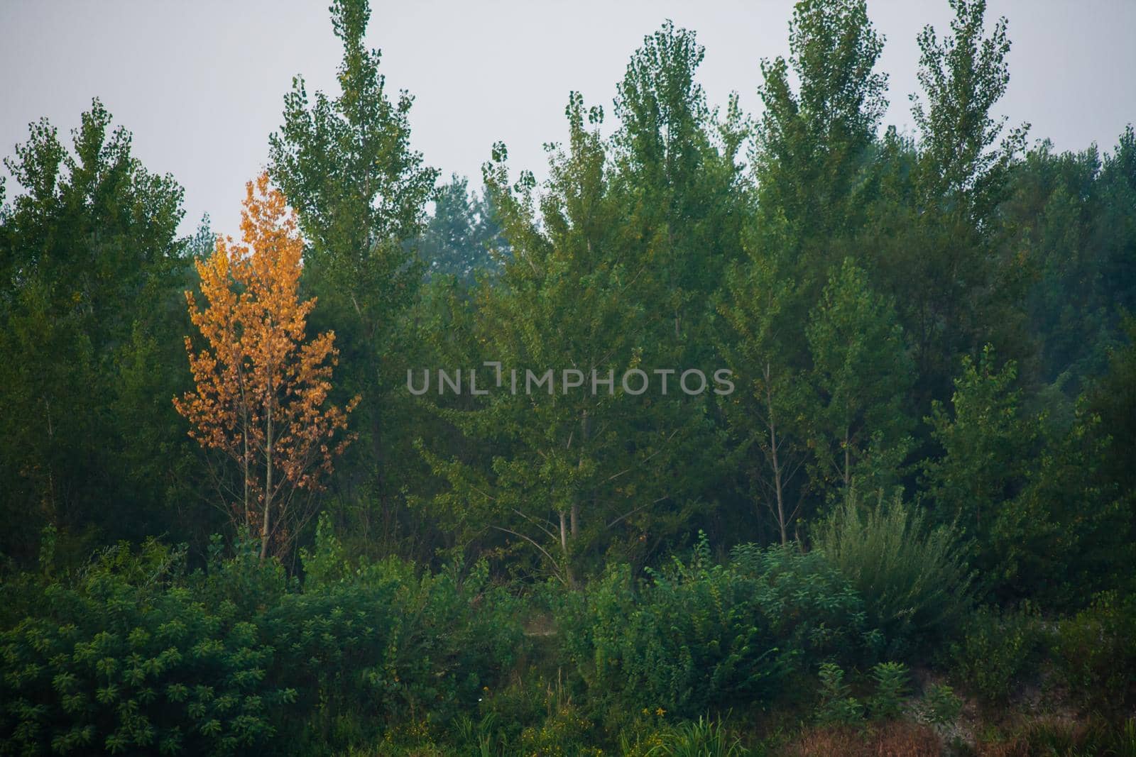 Dense forest with canopies of green trees and one colorful yellow canopie in autumn.