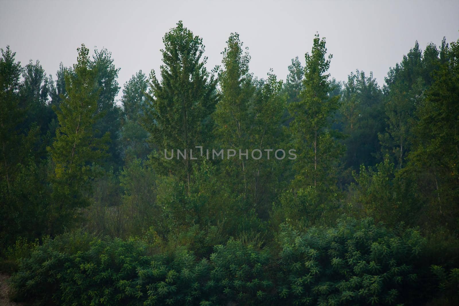 Dense forest with canopies of green trees and one colorful yellow canopie in autumn.