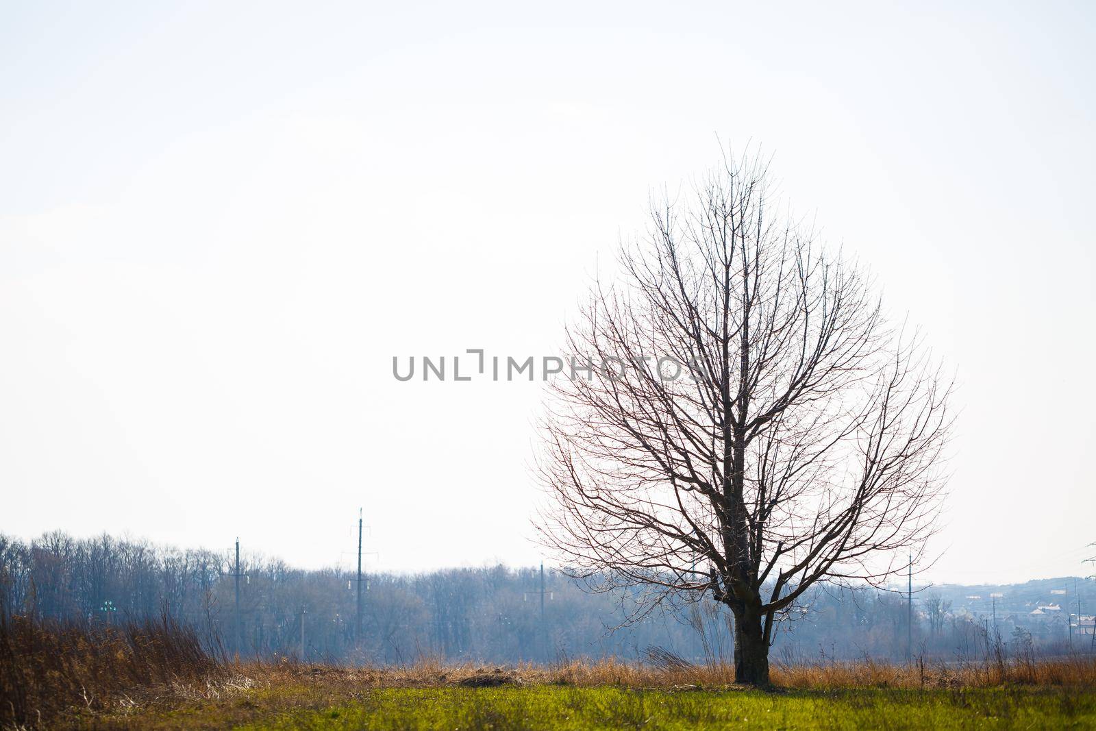 Big tree grows solitary in an empty field against the sky