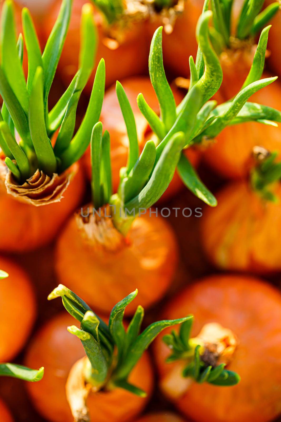 a garden of young onion on a window sill.Growing onions on the windowsill. Fresh green onions at home Indoor gardening growing spring onions in flower pot on window sill. Fresh sprouts of green onion