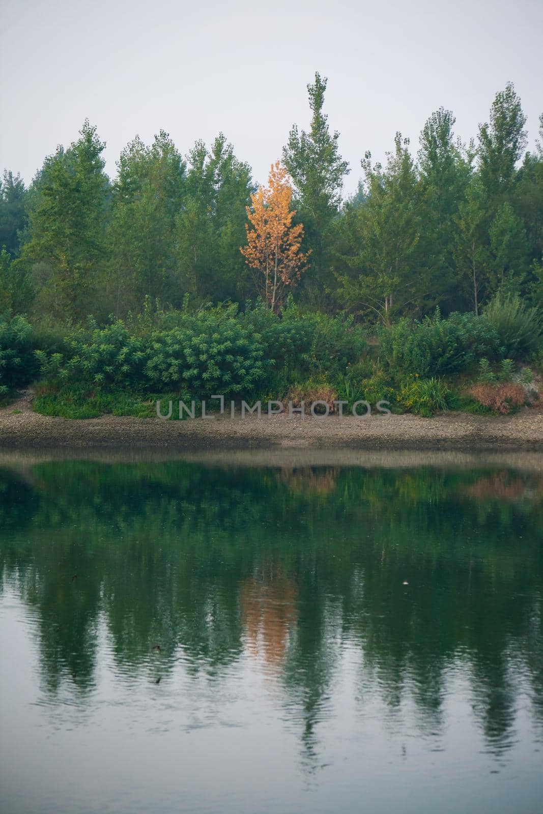 Dense forest with canopies of green trees and one colorful yellow canopie in autumn.