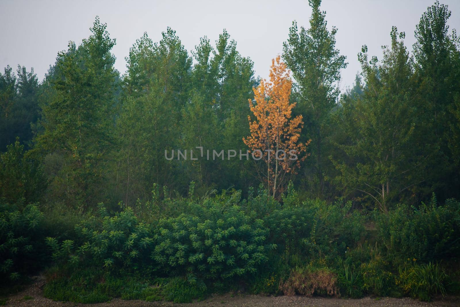 Dense forest with canopies of green trees and one colorful yellow canopie in autumn.