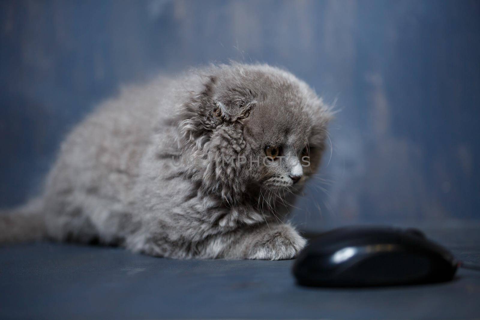 little british fold kitten plays with a computer mouse