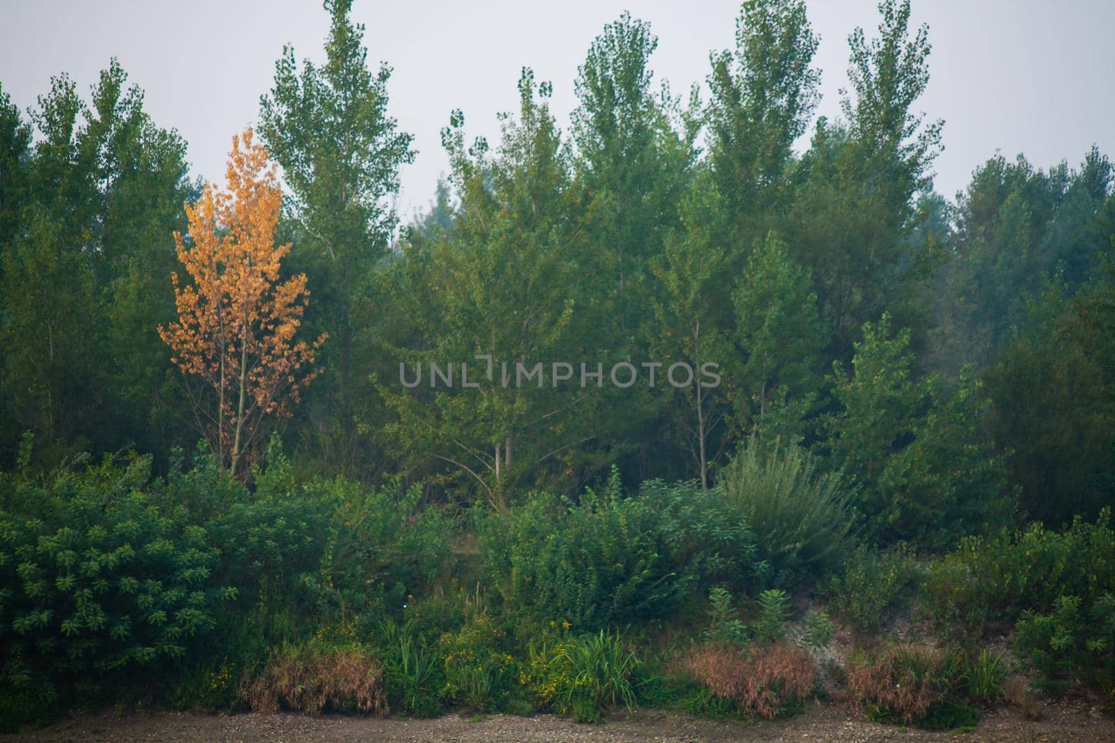 Dense forest with canopies of green trees and one colorful yellow canopie in autumn.