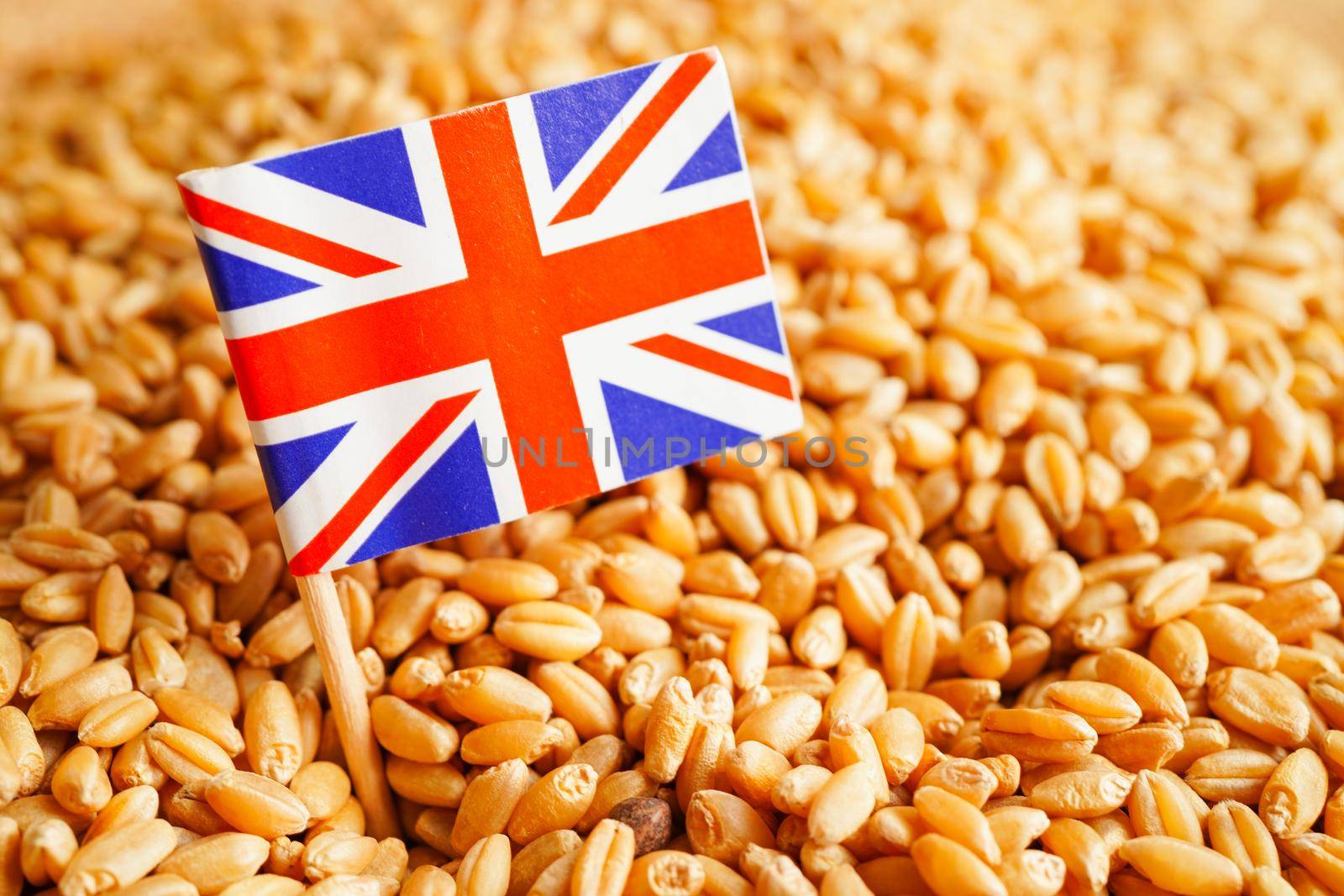 United Kingdom on grain wheat, trade export and economy concept.