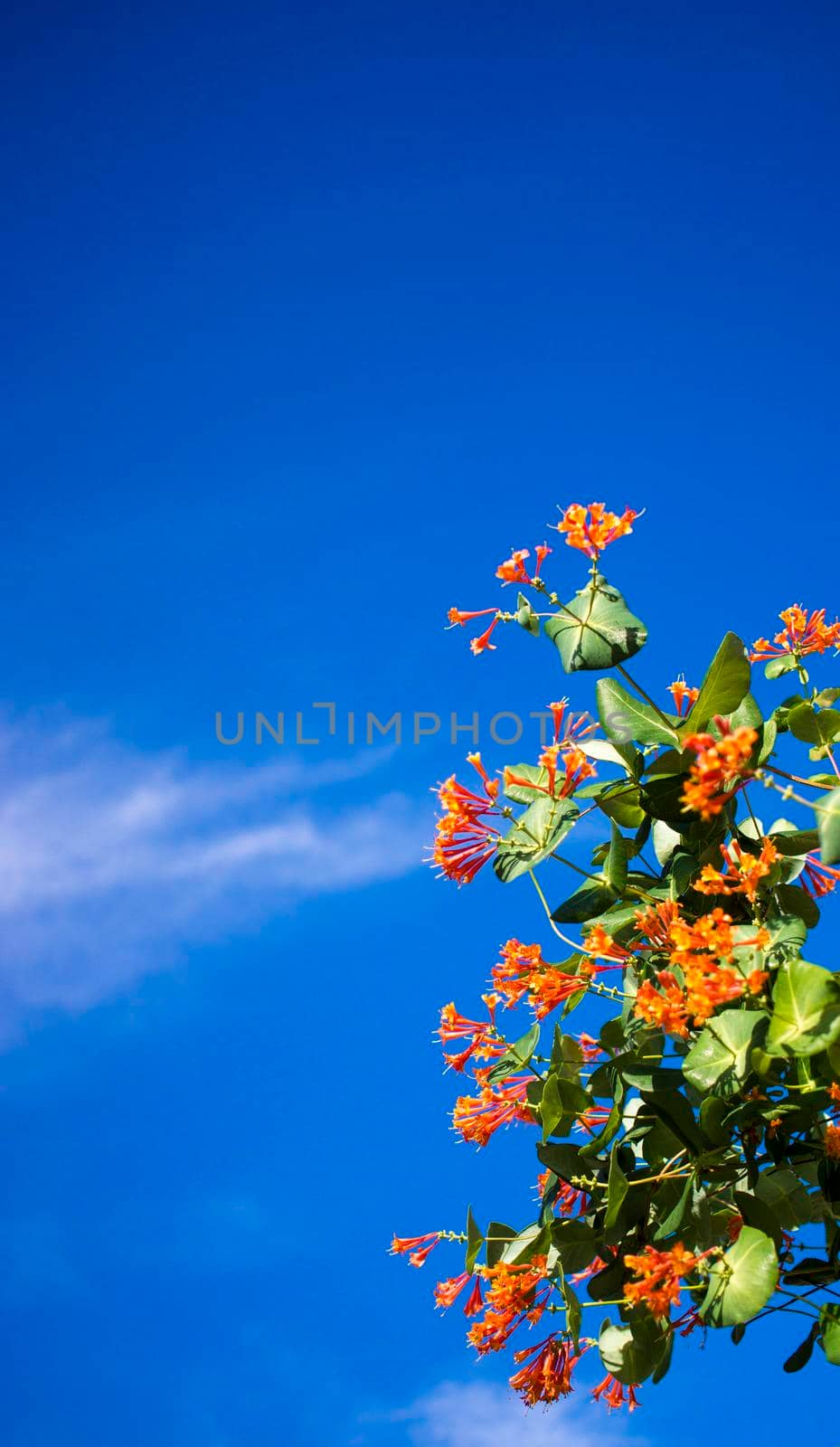 Flowers and nature in the morning Still bright This flower is Lonicera caprifolium, the sky is clear. High quality photo