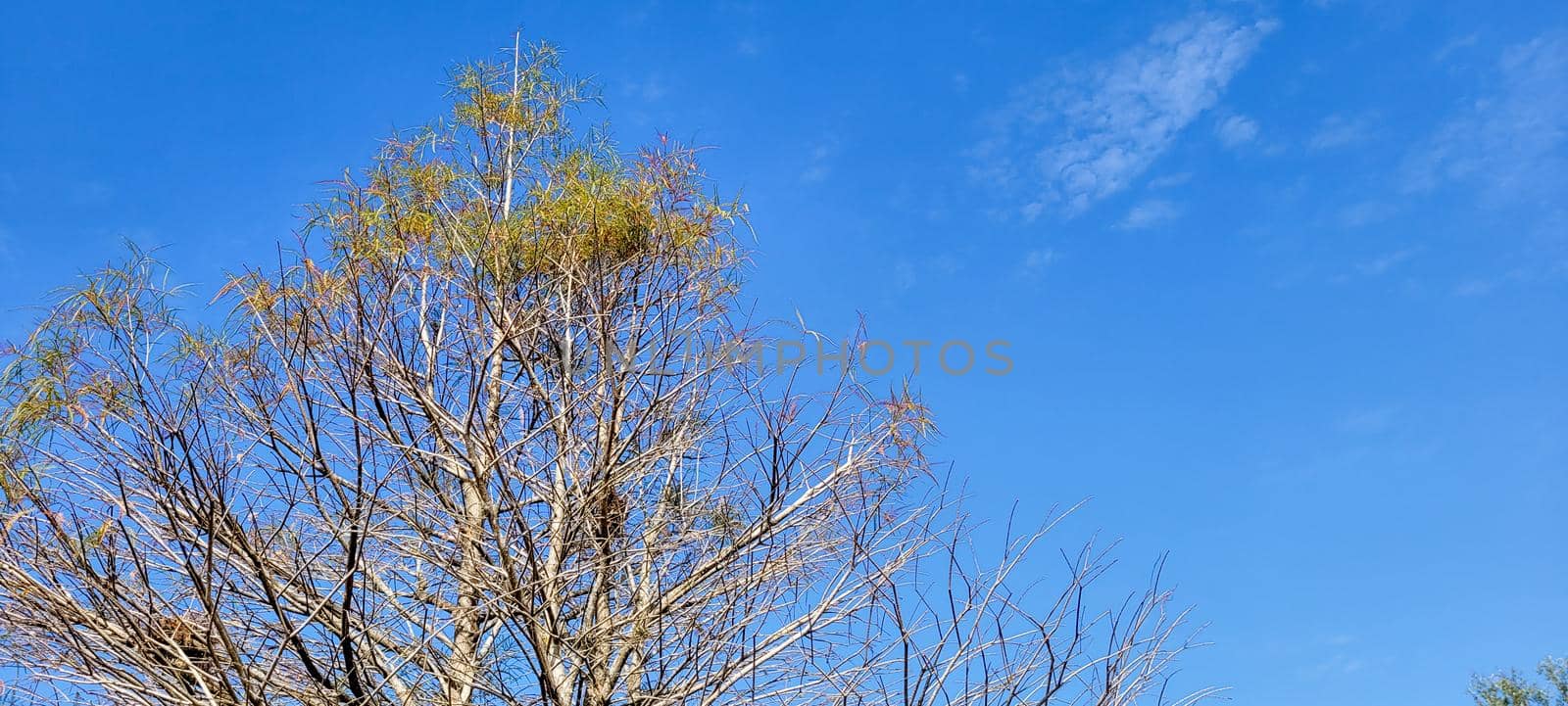 blue sky in park with dry trees in winter by sarsa