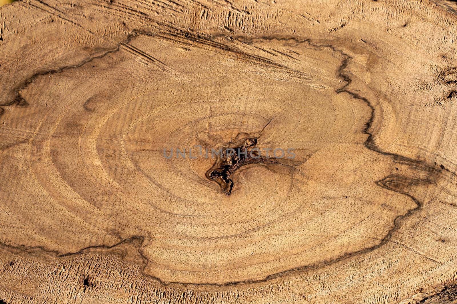 Natural wood texture with stripes. An extremely high-resolution photo