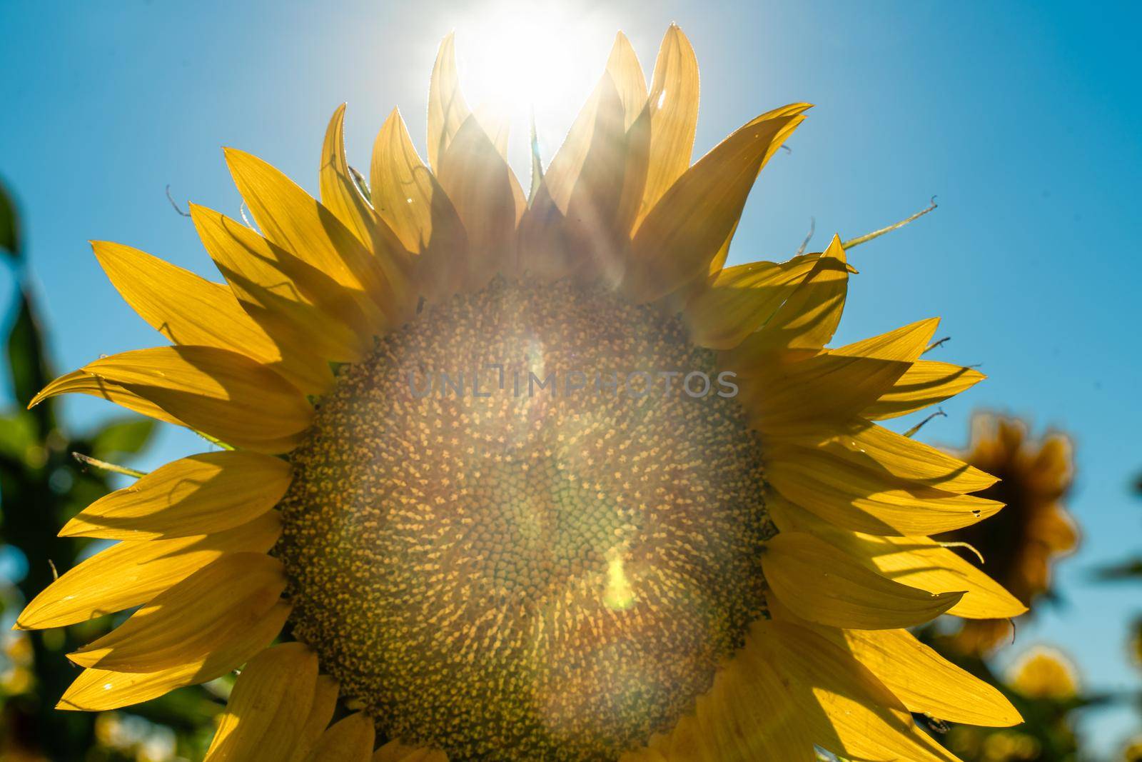 Half of a sunflower flower against a blue sky. The sun shines through the yellow petals. Agricultural cultivation of sunflower for cooking oil