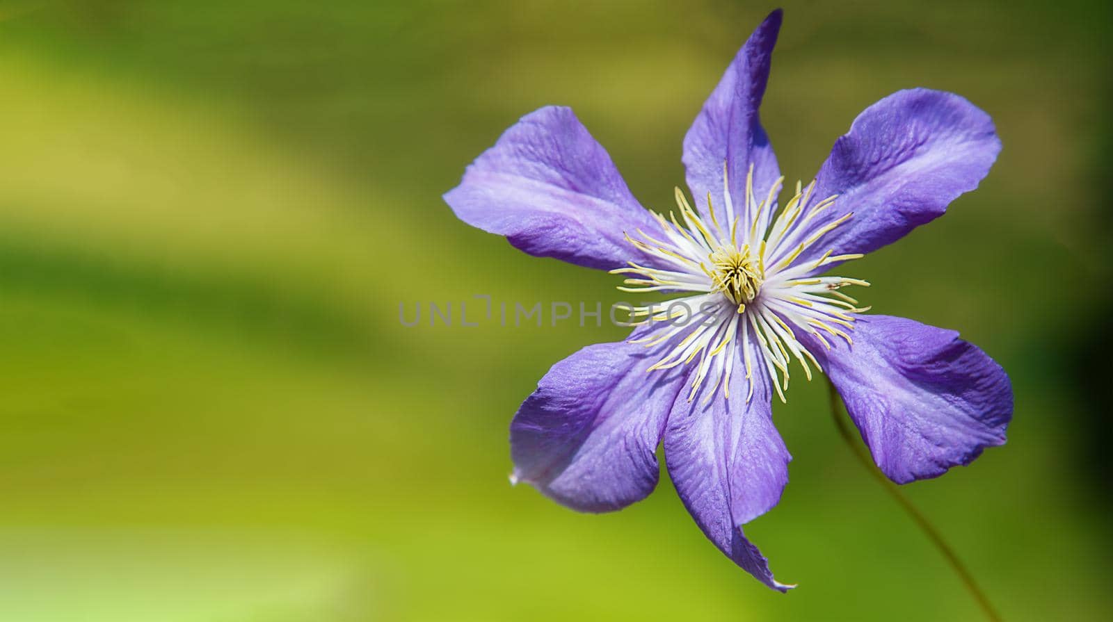 Close-up, purple flower on a green background, macro photography by Ramanouskaya