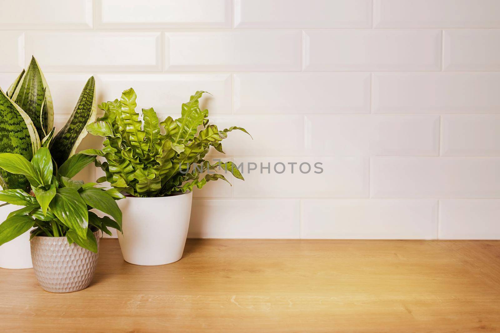 mockup with home green plants on a white brick wall. copy paste on background for text. Wooden tabletop in the sun. The concept of ecology, cleanliness, natural product, hobby, gardening at home