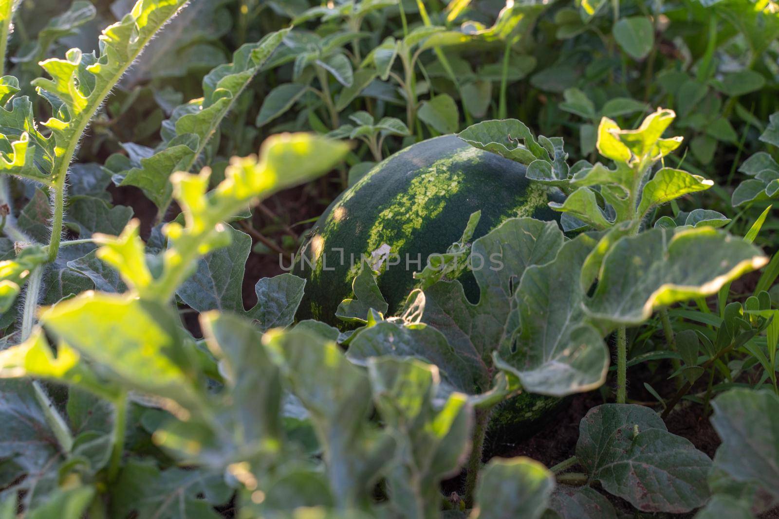 Watermelon grows on a green watermelon plantation in summer. Agricultural watermelon field