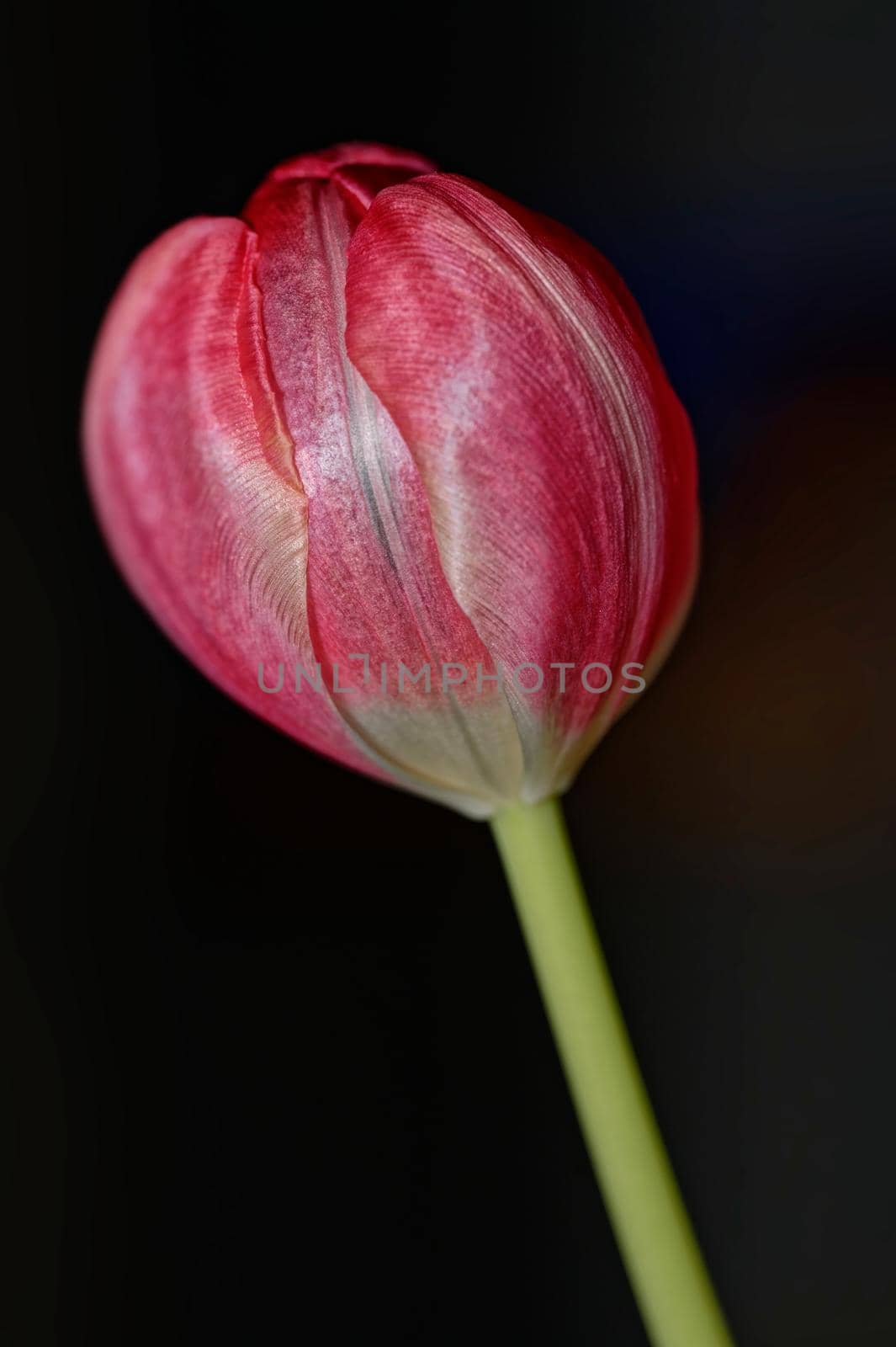 A single red tulip with closed flower against a dark background in vertical orientation.