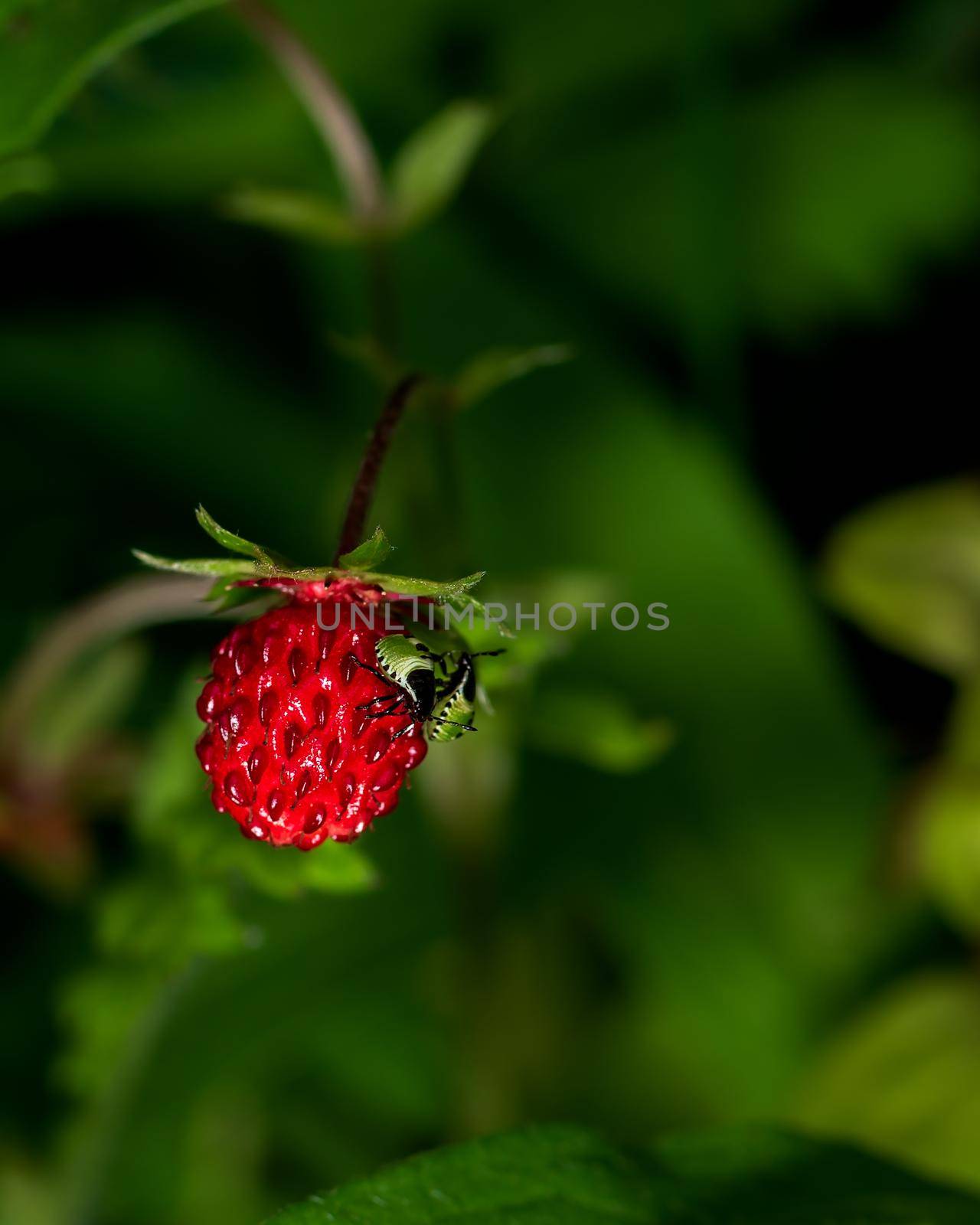 Bugs eating forest strawberry, close-up photo of a first fruit  
