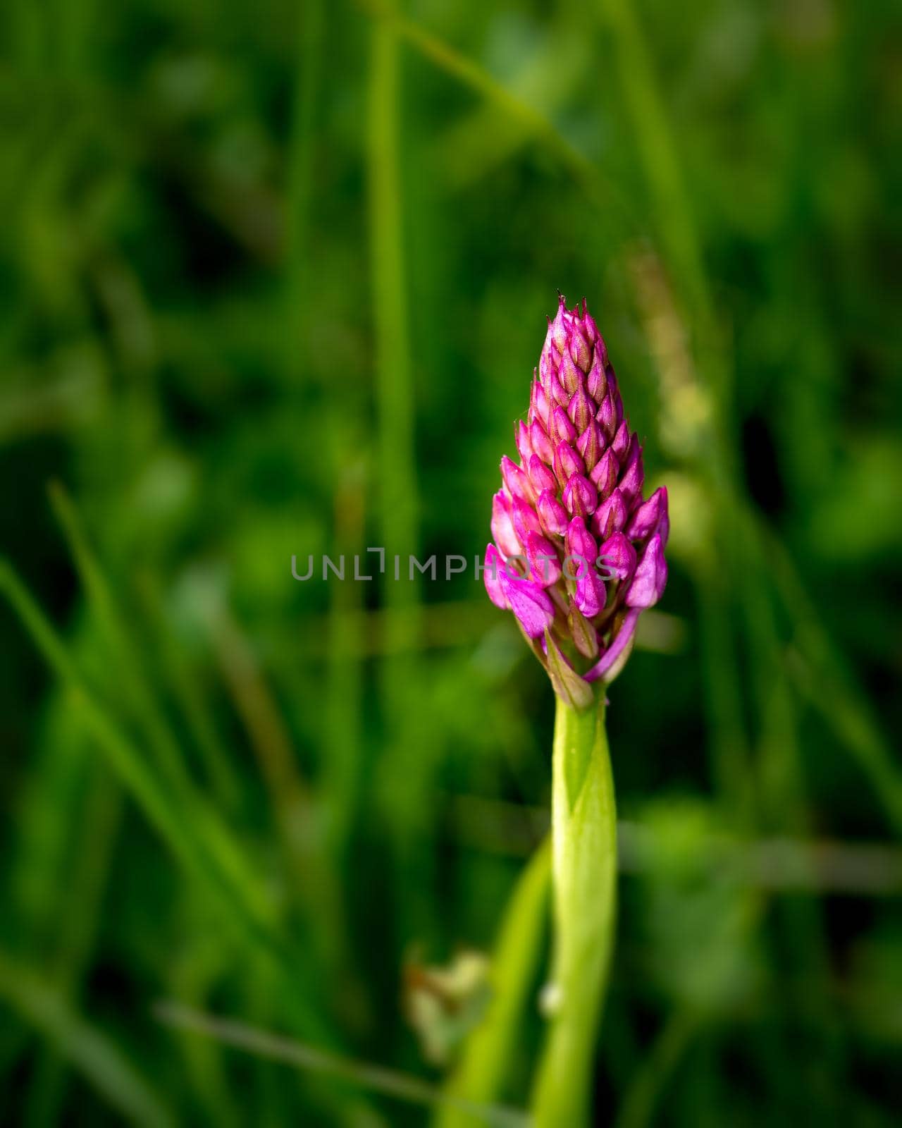 Vibrant photo of purple spring flower by Millenn