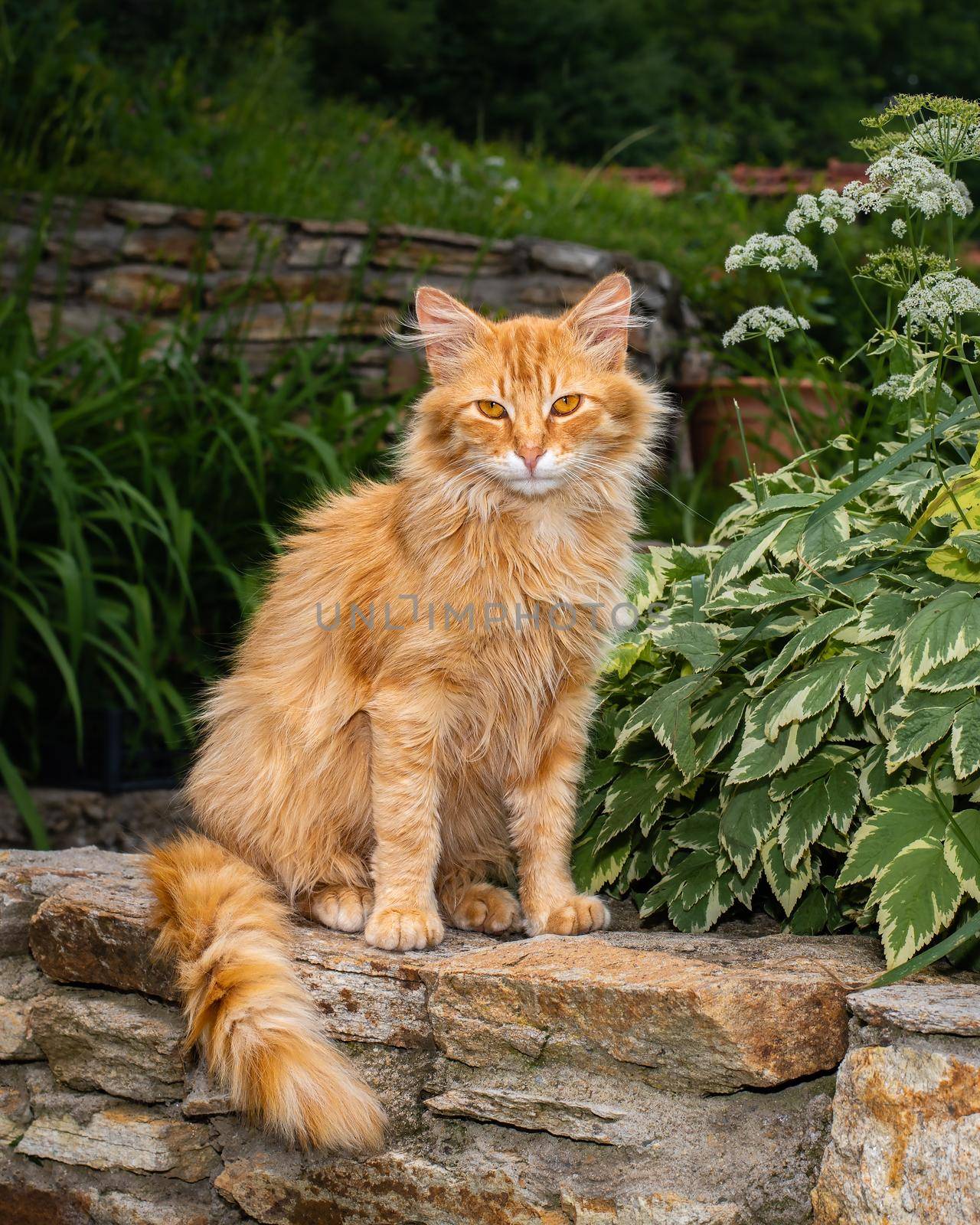 Ginger cat sitting in front of the camera by Millenn