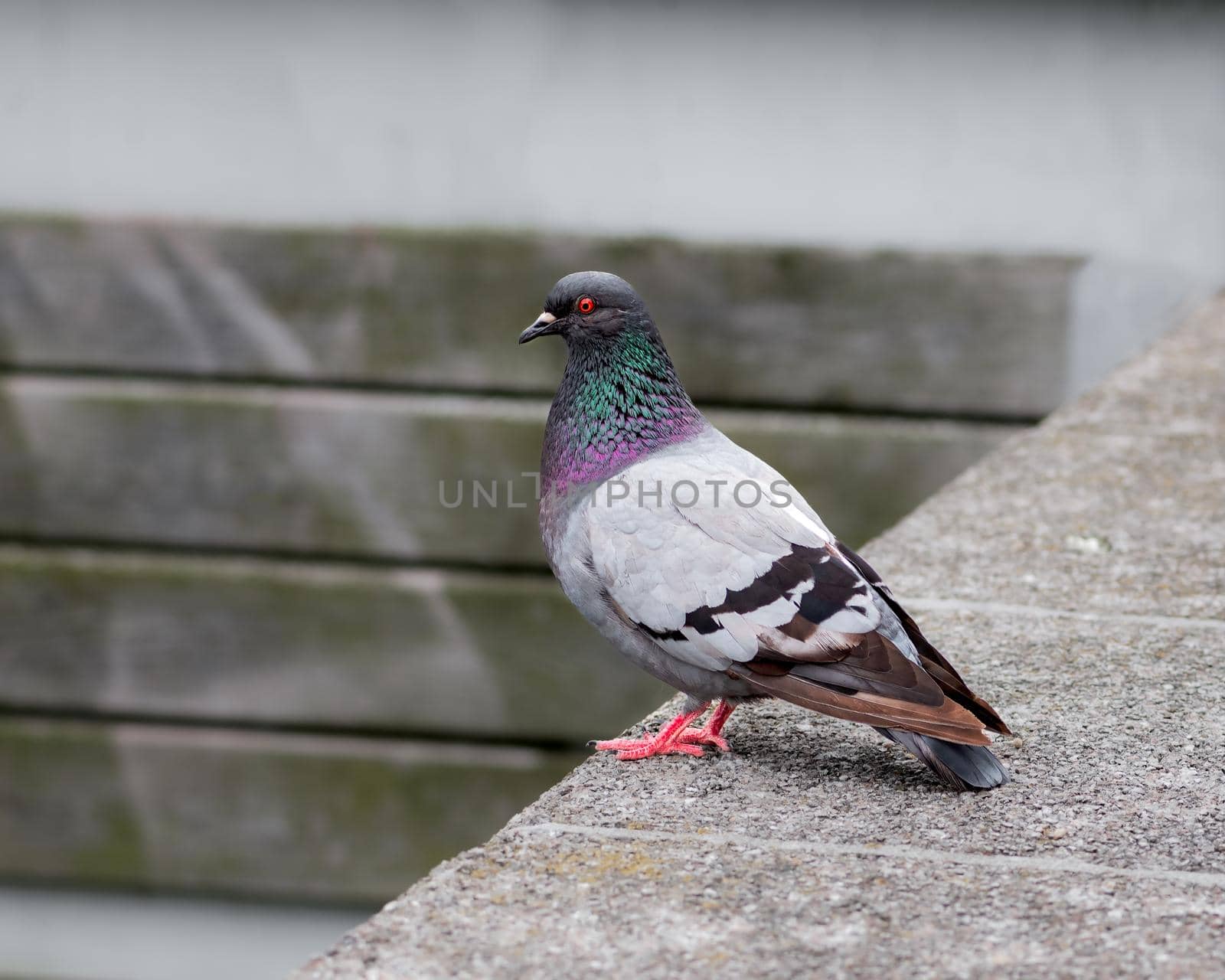 Close photo of Pigeon bird by Millenn