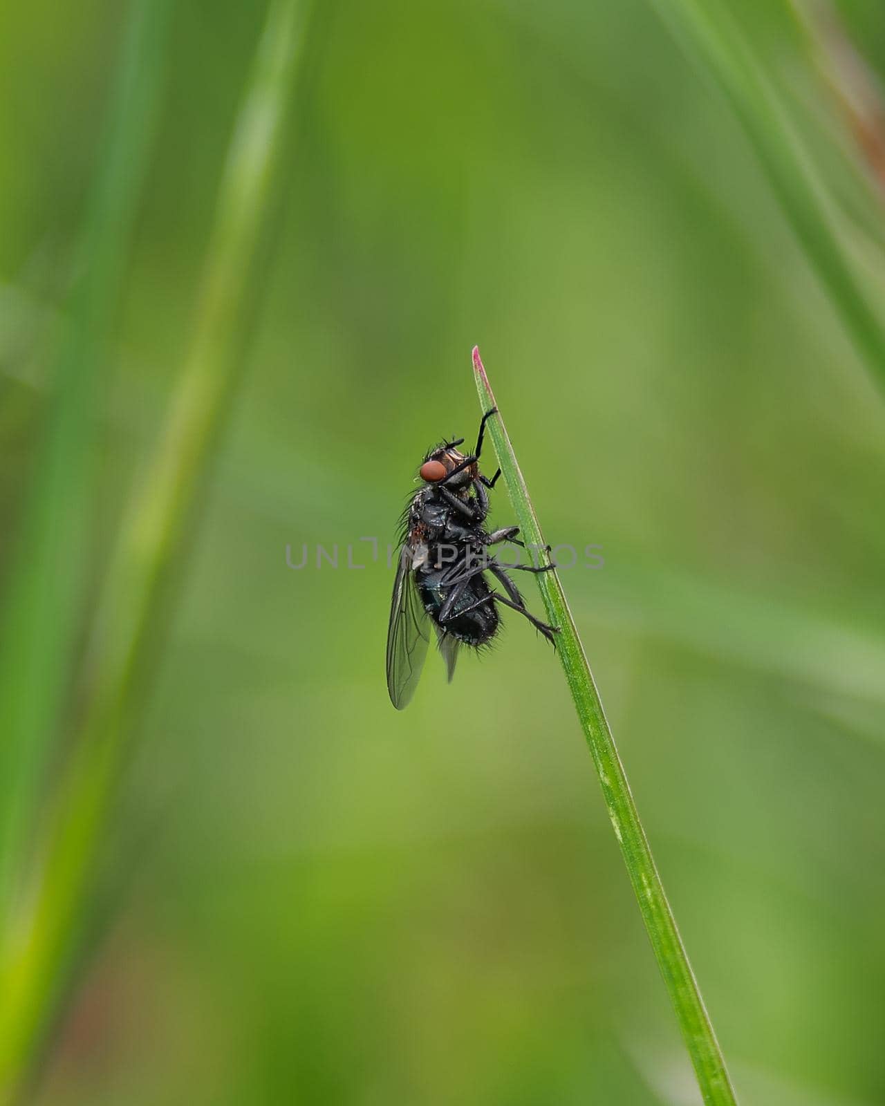 Macro photo of a fly, close-up photo of fly on green blurred background