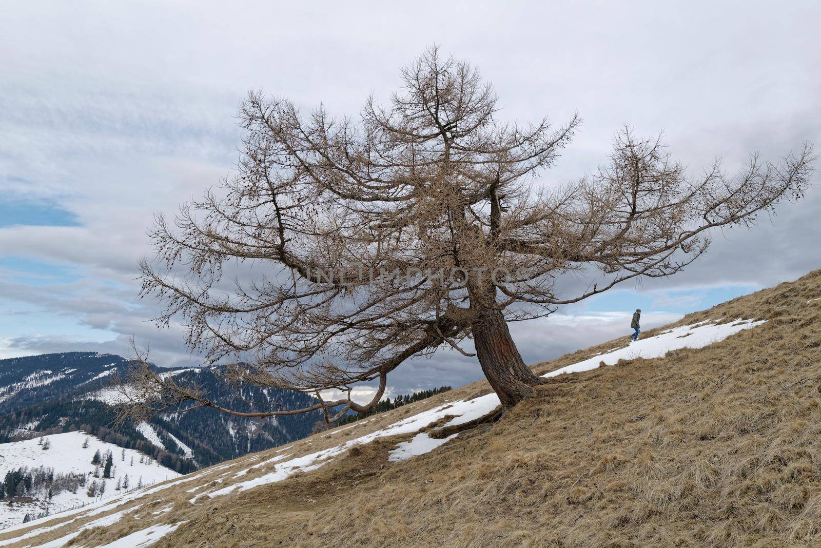 An old gnarled tree stands on a steep meadow covered with snow and defies wind and weather.