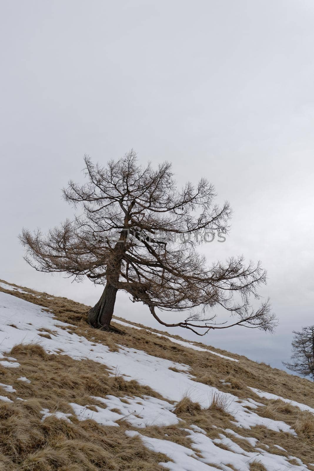 An old gnarled tree stands on a steep meadow covered with snow and defies wind and weather.