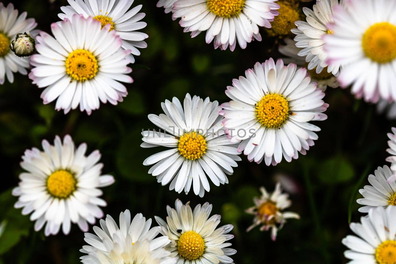 Bellis perennis flower. Daisy blooms in spring by vladispas