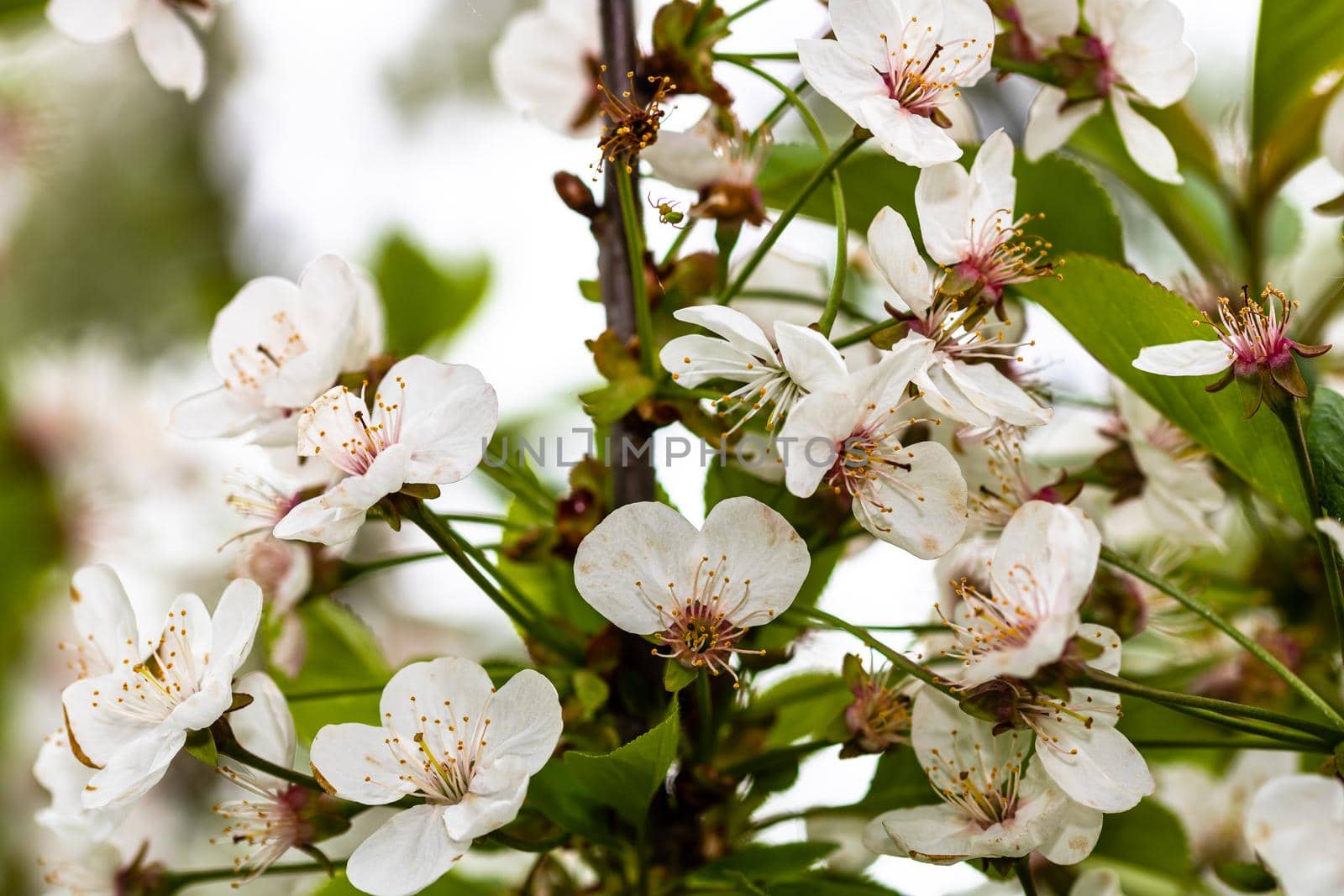 Spring flowering trees with white flowers in the garden. Spring background and blossom tree
