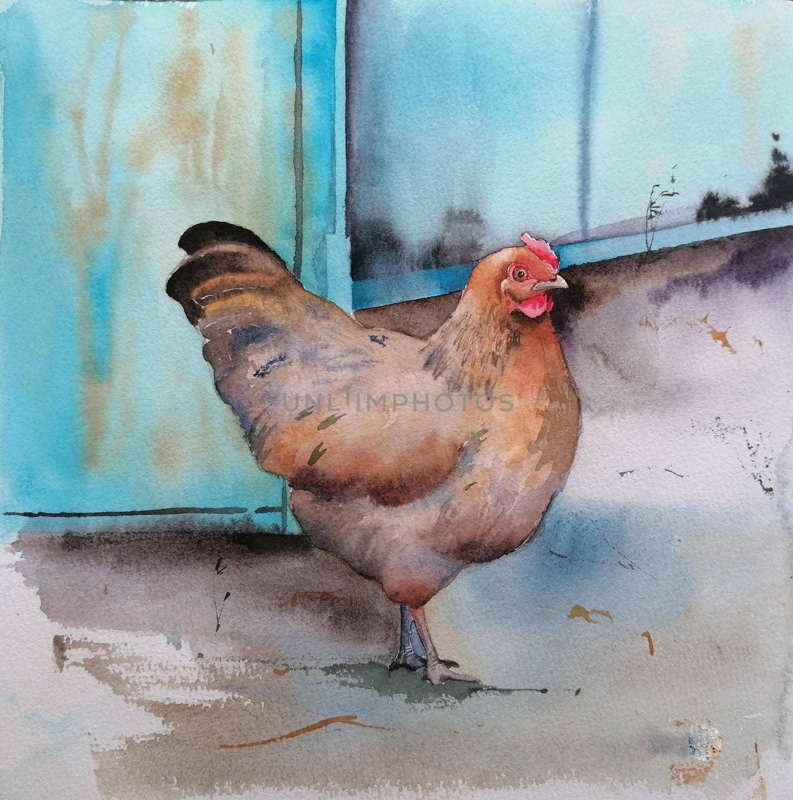Catalana hen. Poultry farming. Chicken breeds series. domestic farm bird watercolor illustration.