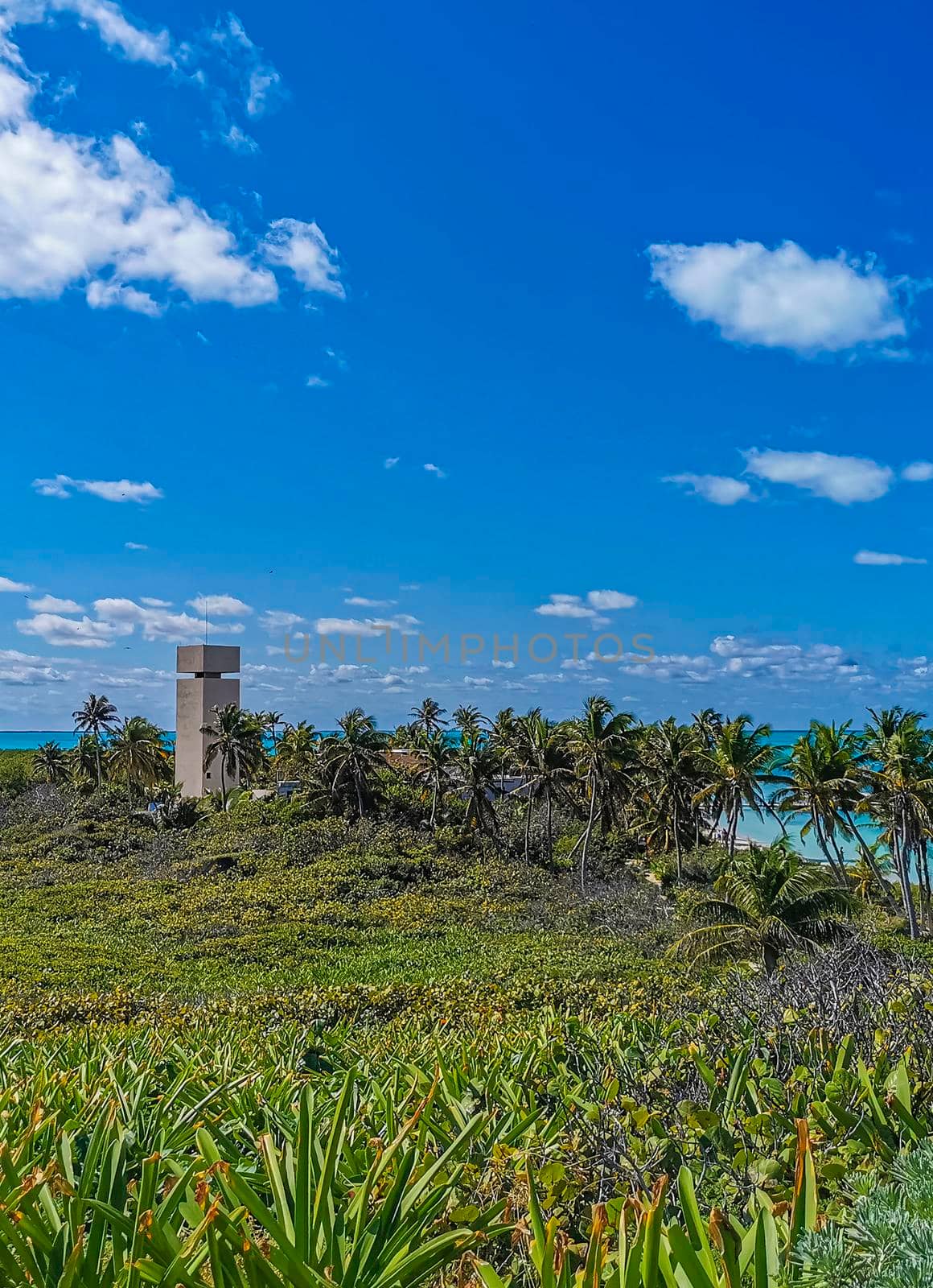 Amazing landscape panorama view with turquoise blue water palm trees blue sky and the natural tropical beach and the forest on the beautiful island of Contoy in Quintana Roo Mexico.