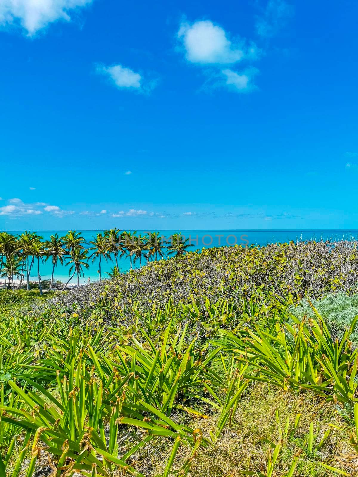 Amazing landscape panorama view with turquoise blue water palm trees blue sky and the natural tropical beach and the forest on the beautiful island of Contoy in Quintana Roo Mexico.