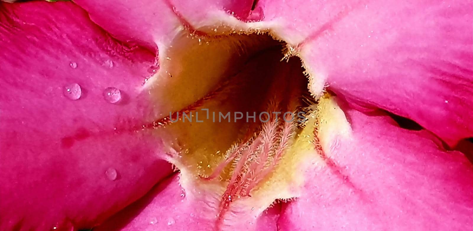 Beautiful close up of pink flower (Pink allamanda or Allamanda blanchetii A.DC, or Apocynaceae) with drops of fresh dew in the morning