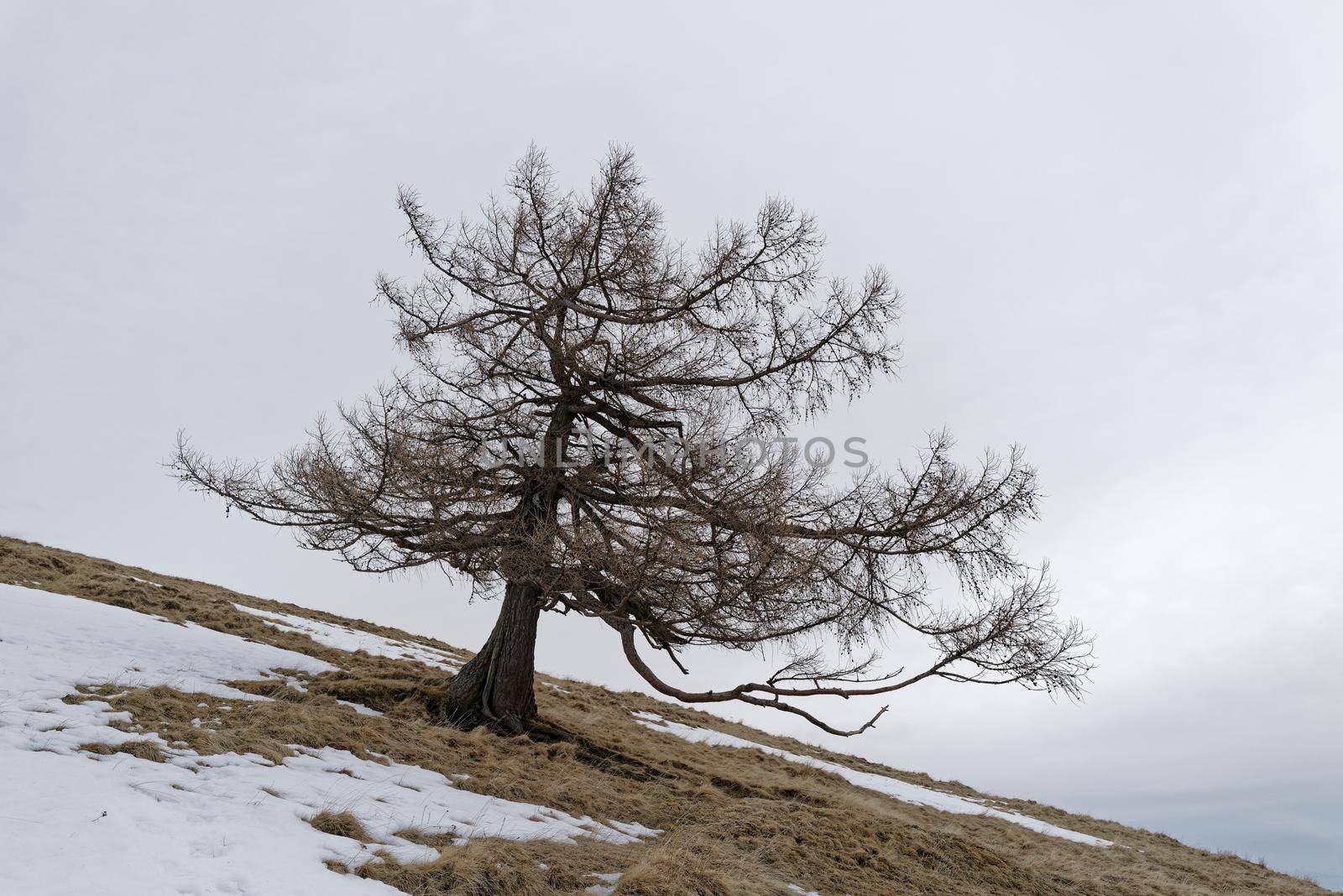 An old gnarled tree stands on a steep meadow covered with snow and defies wind and weather.