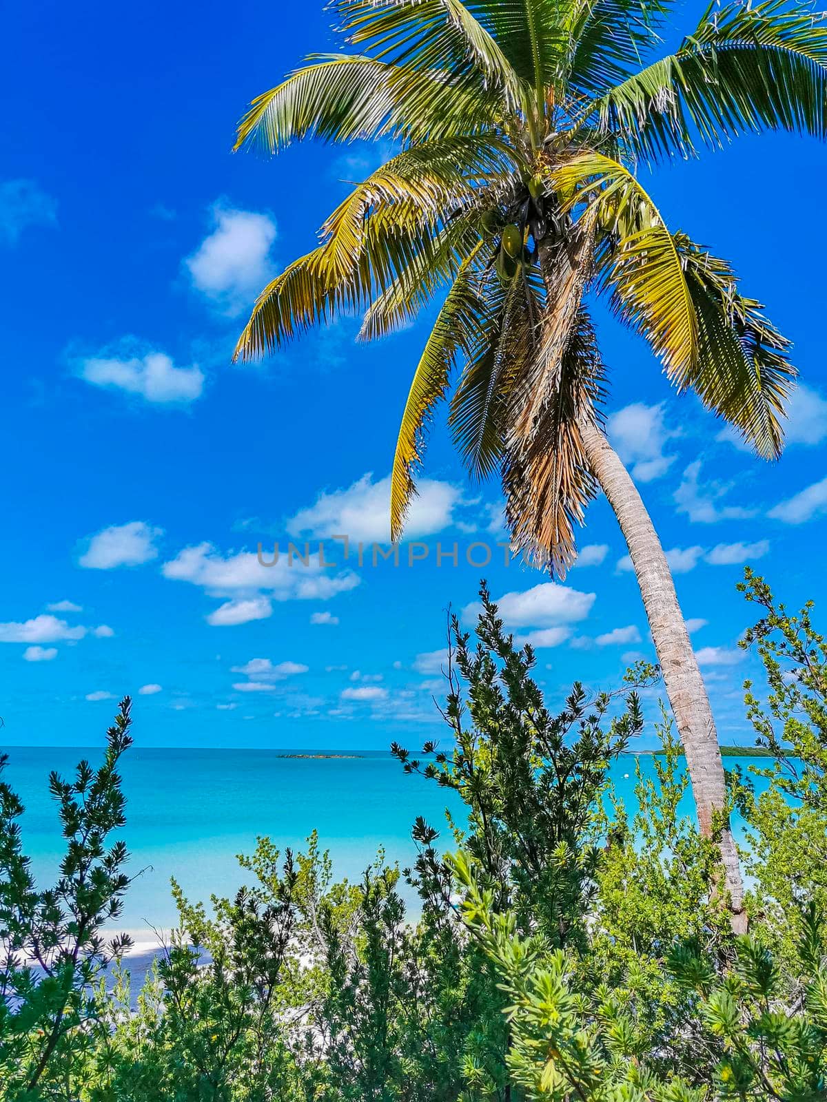 Beautiful tropical natural beach and forest panorama Contoy island Mexico. by Arkadij