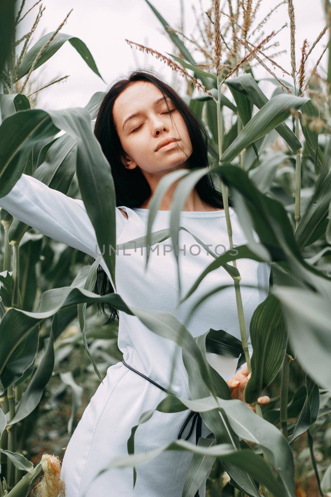 A brunette girl in a white dress in a cornfield. The concept of harvesting.