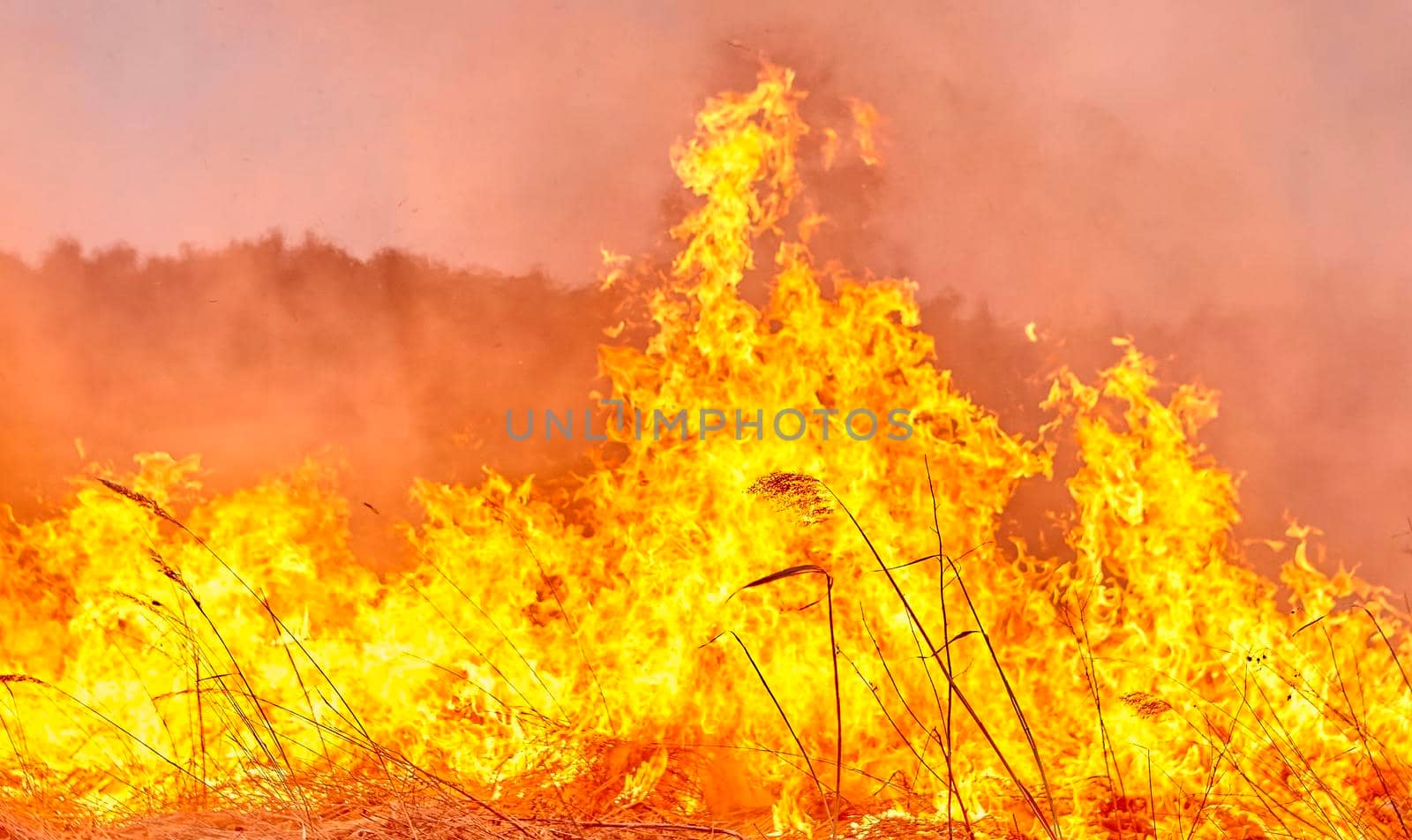 Burning old dry grass in garden. Flaming dry grass on a field. Forest fire. Stubble field is burned by farmer. Fire in the Field.