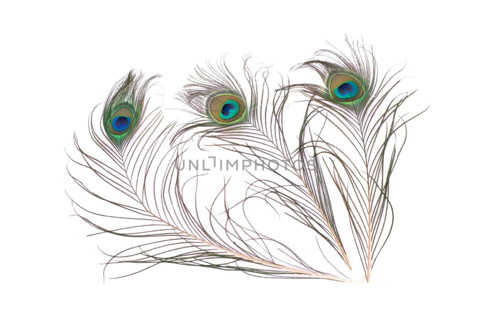 Peacock feather isolated on white background. Close up.