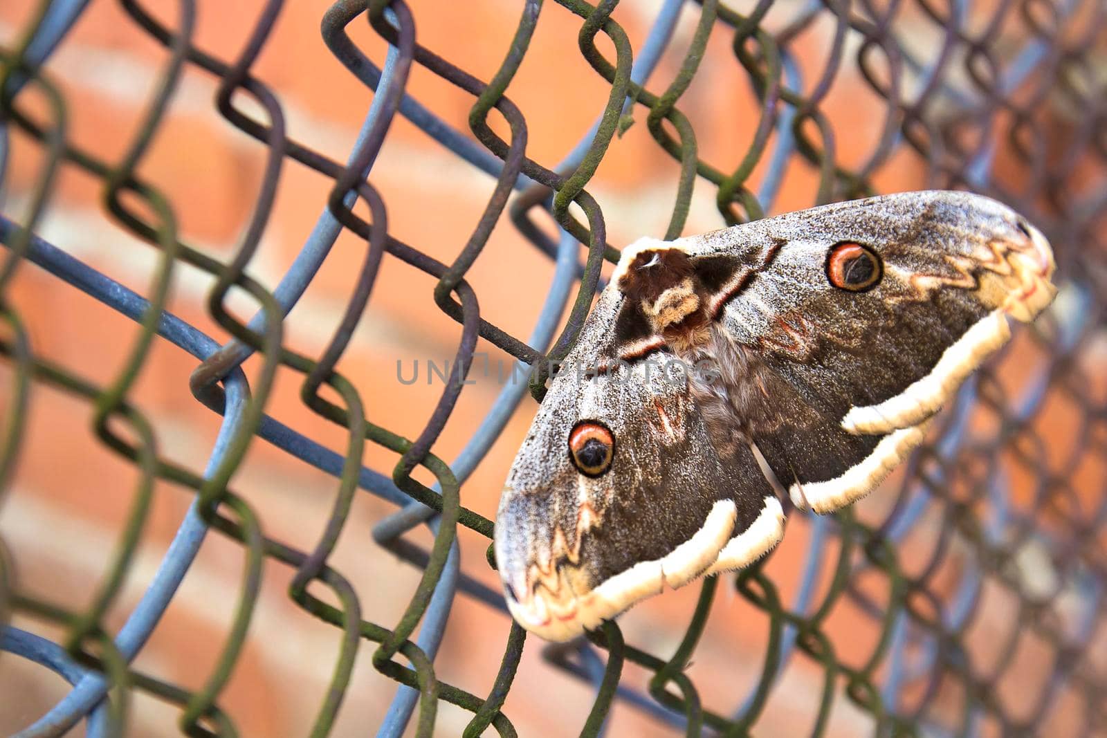 Great butterfly on a metal grid. Close up. The concept of slavery.