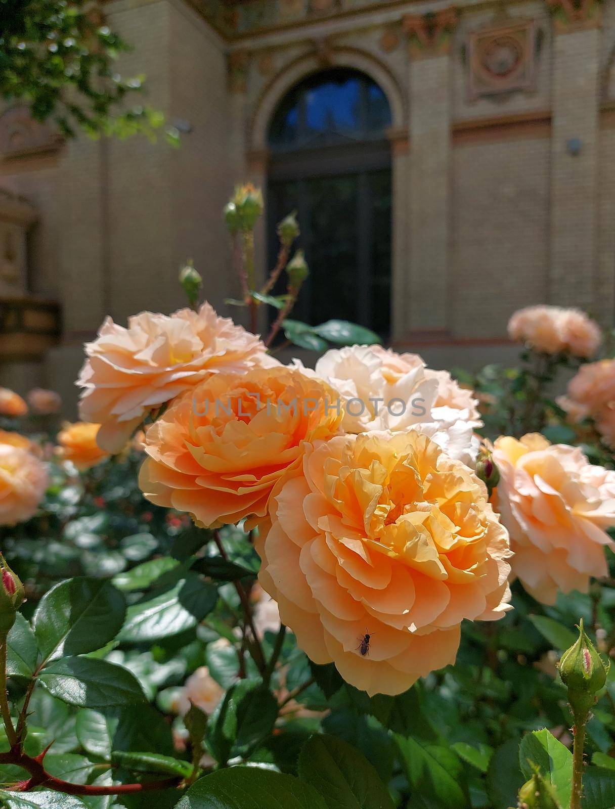 Yellow roses with an arched old window in the background by gallofoto