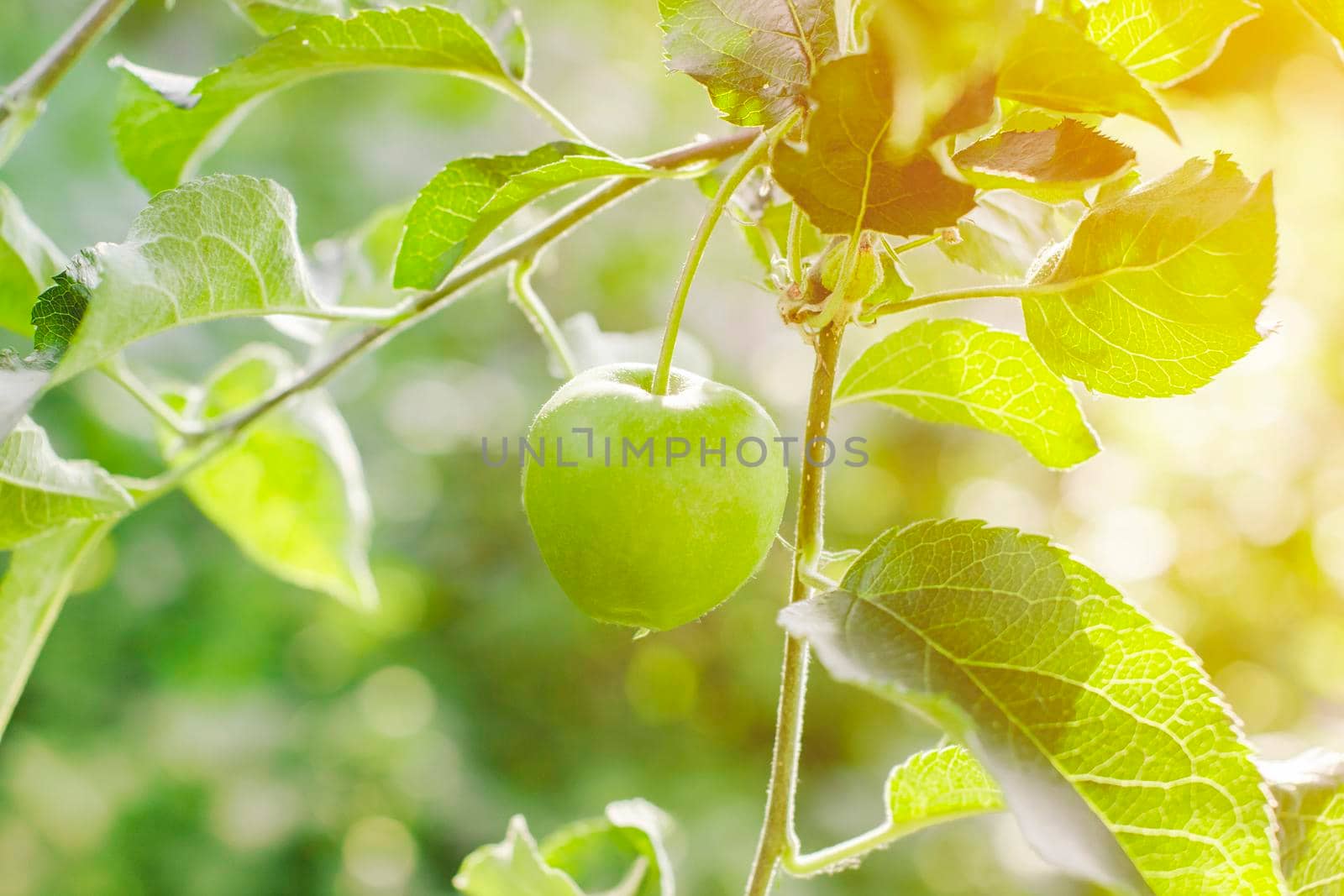 apple garden on a sunny summer day