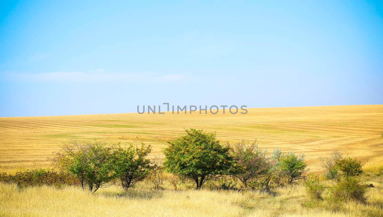 tree in a field on a sunny day. landscape