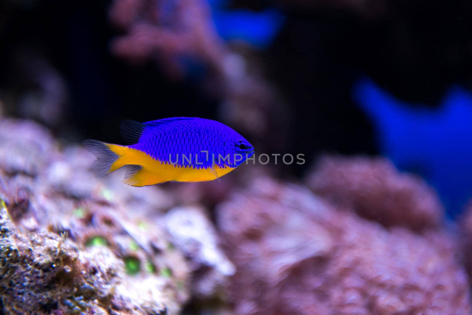 Coral and fish