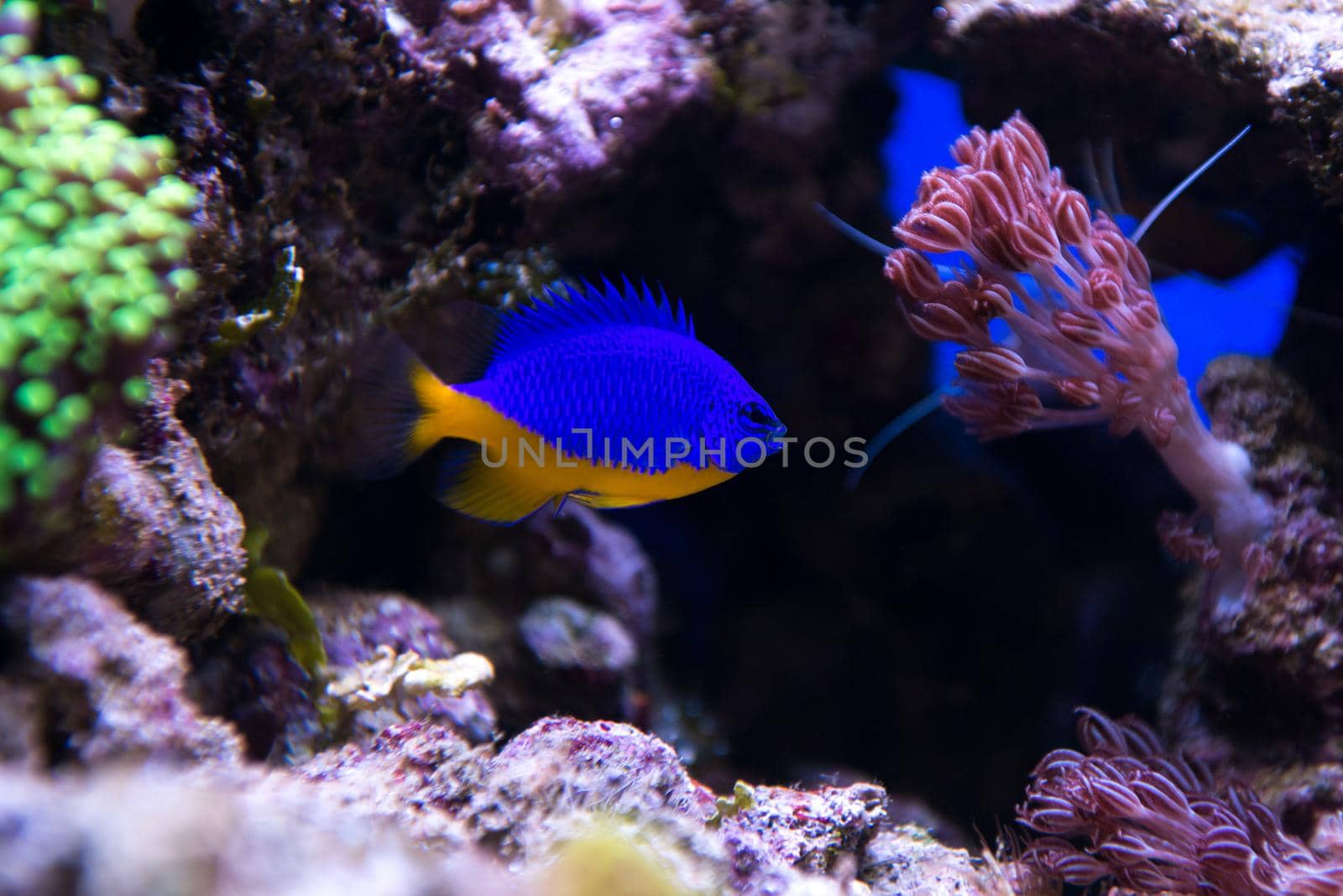 Coral and fish