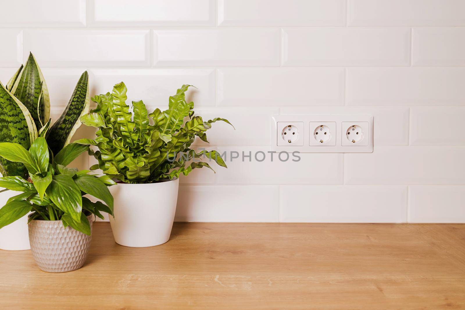 mockup with home green plants and empty white wall with electric sockets on it by Ramanouskaya