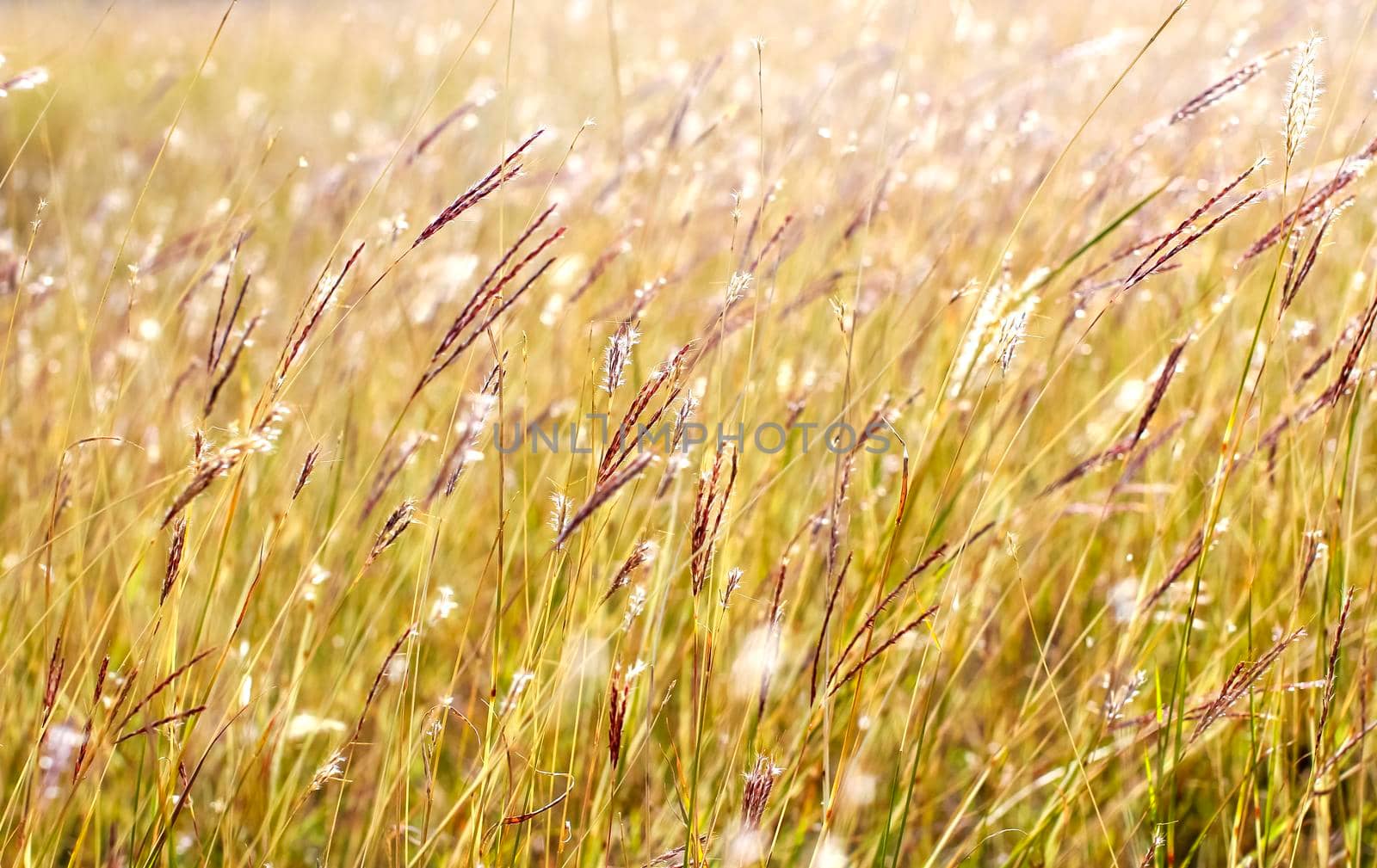Grass close up in sunny weather, nature, bokeh.