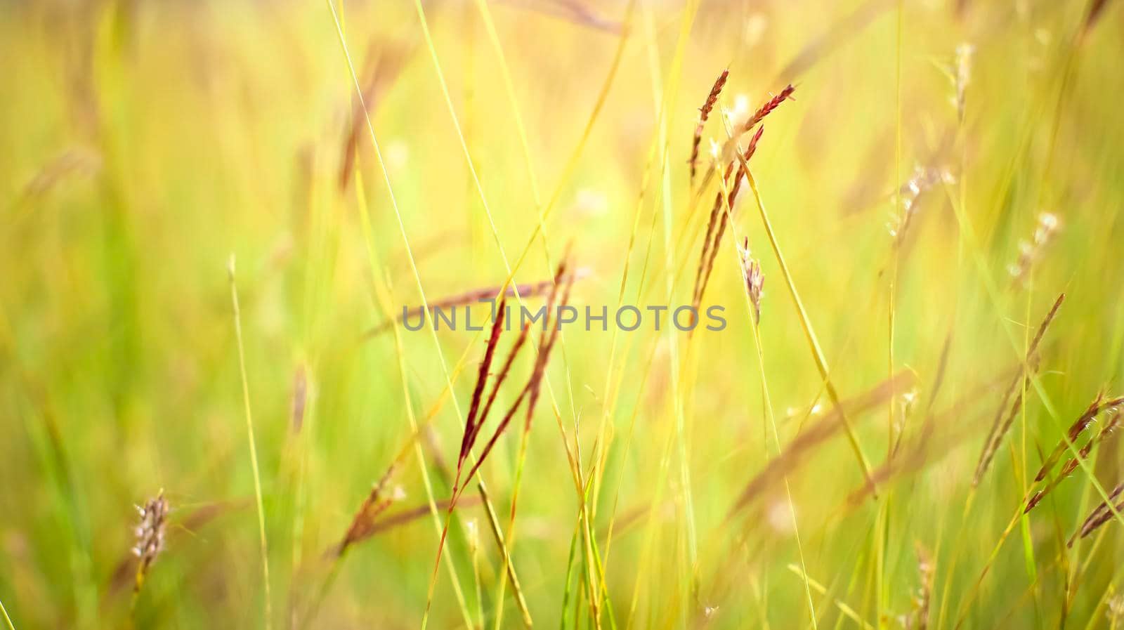 Grass close up in sunny weather, nature, bokeh.